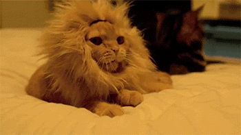 5f93d384a4a1e.gif