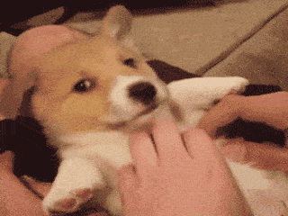 62510287f332d.gif