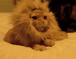 62a6e99b7489b.gif
