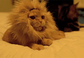 62b6c2a743f3d.gif